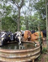 Manejo correto pode reduzir consumo de água na produção leiteira