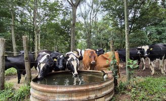 Manejo correto pode reduzir consumo de água na produção leiteira