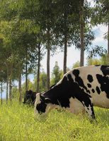 Novas técnicas para fortalecer ecologicamente a produção de leite no Brasil
