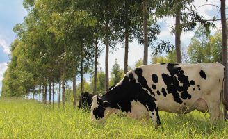 Novas técnicas para fortalecer ecologicamente a produção de leite no Brasil