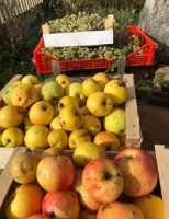 Colhendo uvas e maçãs no quintal de casa