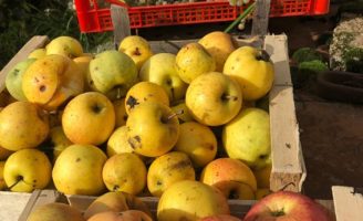 Colhendo uvas e maçãs no quintal de casa