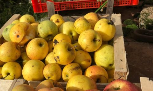 Colhendo uvas e maçãs no quintal de casa