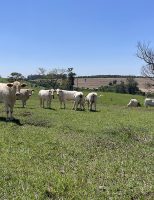 Curso gratuito vai preparar o produtor rural para a produção animal sustentável