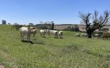 O que é melhor para o produtor: criar gado de corte ou para produção de leite no semiárido
