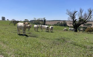 Curso gratuito vai preparar o produtor rural para a produção animal sustentável