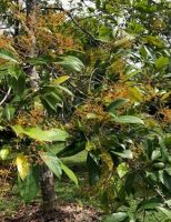 Projeto busca recuperar o cultivo sustentável do pau-rosa na Amazônia