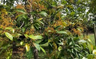 Projeto busca recuperar o cultivo sustentável do pau-rosa na Amazônia