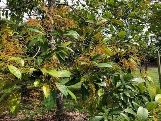Projeto busca recuperar o cultivo sustentável do pau-rosa na Amazônia