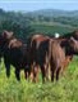 A raça de gado que vem ampliando os espaços de criação no Brasil