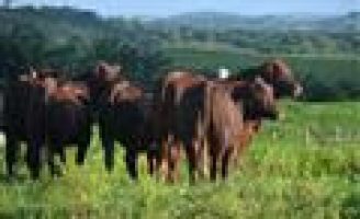 A raça de gado que vem ampliando os espaços de criação no Brasil
