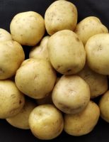 Uma semente de batata própria para produção de chips e palha