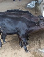 Orientações para o produtor de leite sobre o que é melhor: apartar o bezerro cedo ou deixar com a vaca até o fim da lactação