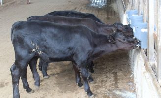 Orientações para o produtor de leite sobre o que é melhor: apartar o bezerro cedo ou deixar com a vaca até o fim da lactação