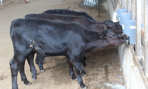 Pecuaristas aumentam a produção de leite mas o preço do litro cai quase 20%