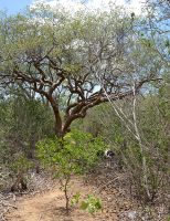 Técnica com uso de bactérias da caatinga vai reduzir o uso de produtos químicos no combate as plantas daninhas