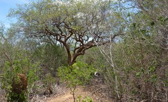 Técnica com uso de bactérias da caatinga vai reduzir o uso de produtos químicos no combate as plantas daninhas