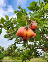 Oportunidade para viveiristas conseguirem direito de comercializar semente de novo cajueiro