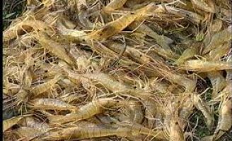 Tecnologia nutricional ajuda a elevar a produção brasileira de camarão
