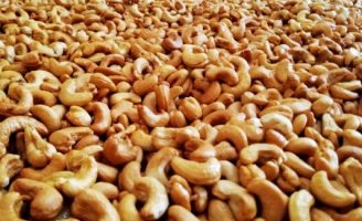 A maior produção de castanha de caju no Brasil