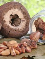 Castanha-do-brasil tem mais proteína que o trigo