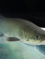 Uso da inteligência artificial na reprodução de peixes