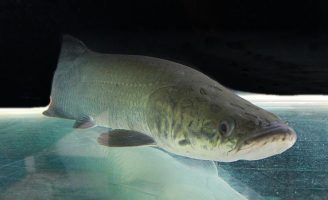 Uso da inteligência artificial na reprodução de peixes