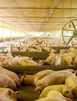 Um novo software ajuda o Brasil a manter a segurança sanitária de granjas de suínos