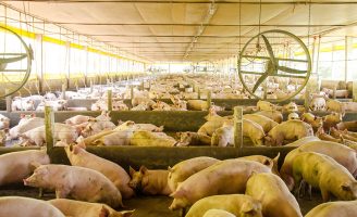 Um novo software ajuda o Brasil a manter a segurança sanitária de granjas de suínos