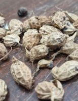 Pesquisadores descobrem gene do amendoim silvestre capaz de ativar defesa de plantas cultivadas contra pragas e a seca
