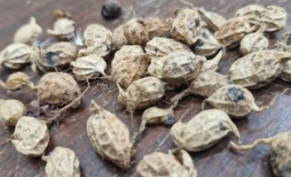 Pesquisadores descobrem gene do amendoim silvestre capaz de ativar defesa de plantas cultivadas contra pragas e a seca