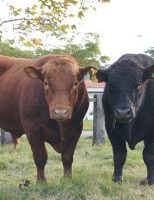 As melhores carnes vão ganhar um selo especial de qualidade no Brasil