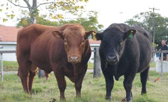 As melhores carnes vão ganhar um selo especial de qualidade no Brasil