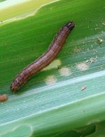 Alerta para uma das pragas mais destrutivas da agricultura brasileira