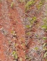 Estratégias para evitar o ataque de plantas daninhas nas plantações de sorgo