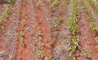 Estratégias para evitar o ataque de plantas daninhas nas plantações de sorgo