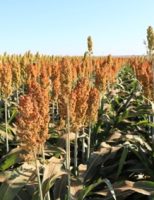Crescem os plantios e a produção do sorgo em dois Estados do nordeste