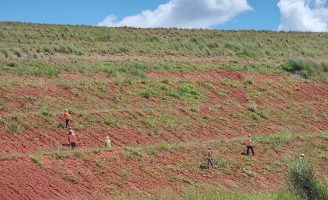 Plantas nativas e exóticas do cerrado brasileiro podem ser a solução para recuperar os taludes degradados de áreas de mineração
