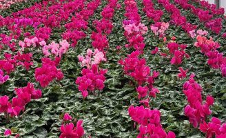 Cientistas conseguem descobrir como combater fungo que ataca plantações de flores