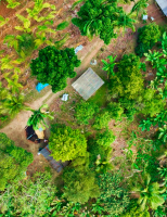 Plantações de banana e pupunha serão mapeadas por Satélites