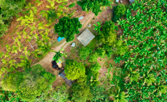 Plantações de banana e pupunha serão mapeadas por Satélites