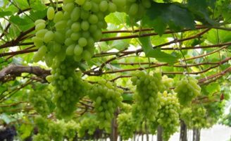Uma uva sem sementes de fácil manejo e alta produtividade