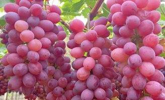 O trabalho da Embrapa para desenvolver novas uvas sem sementes para o consumo brasileiro