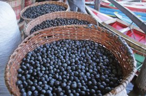 Pela primeira vez cientistas descobrem o genoma do açaí