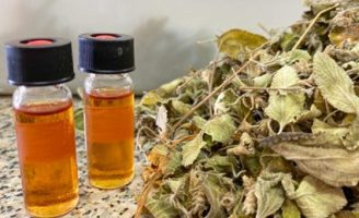 Alecrim do mato, planta nativa do semiárido, já pode ser usado para produção e comercialização