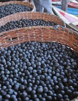 Pela primeira vez cientistas descobrem o genoma do açaí
