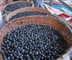 Já é possível aproveitar as sementes do açaí que seriam descartadas para fabricar nanofertilizante