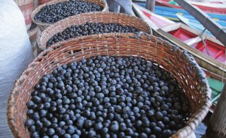 O Brasil agora tem um novo símbolo oficial: é o fruto do açaí