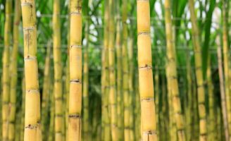 Novo biofungicida amplia controle de doenças foliares