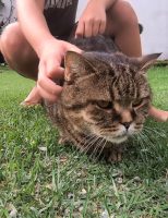 A doença do gato agora precisa ser notificada obrigatoriamente